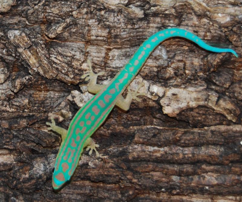 Phelsuma cepediana