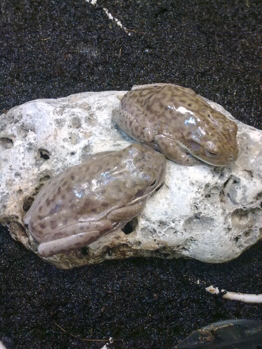 Litoria infrafrenata