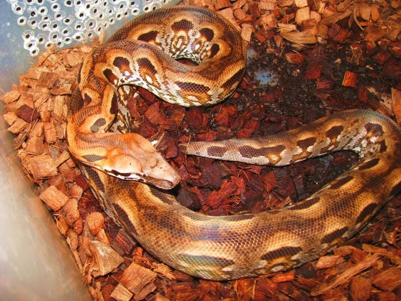 Acrantophis madagascariensis