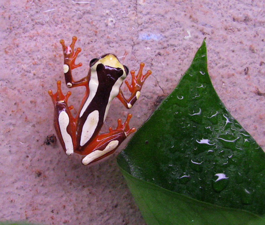 Hyla leucophyllata