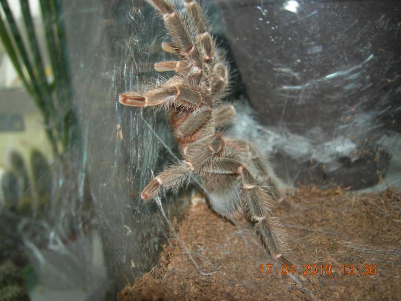 Lasiodora parahybana