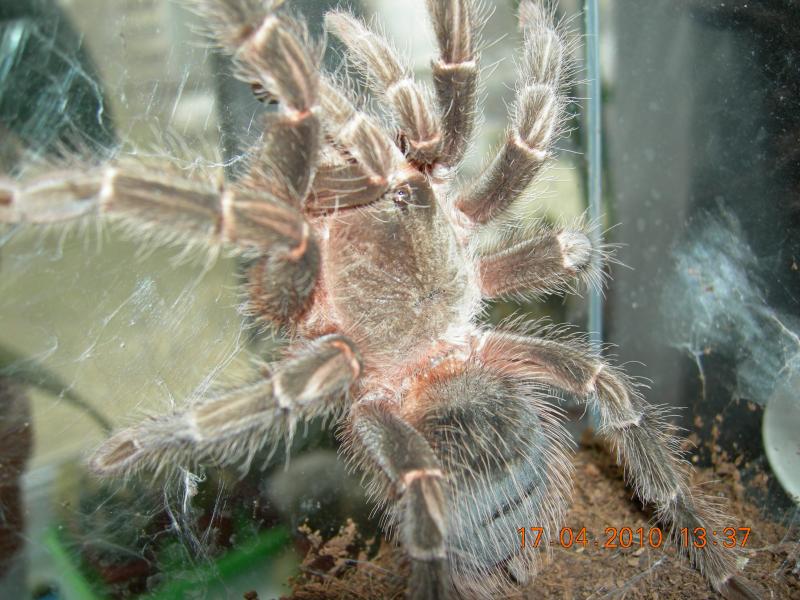 Lasiodora parahybana