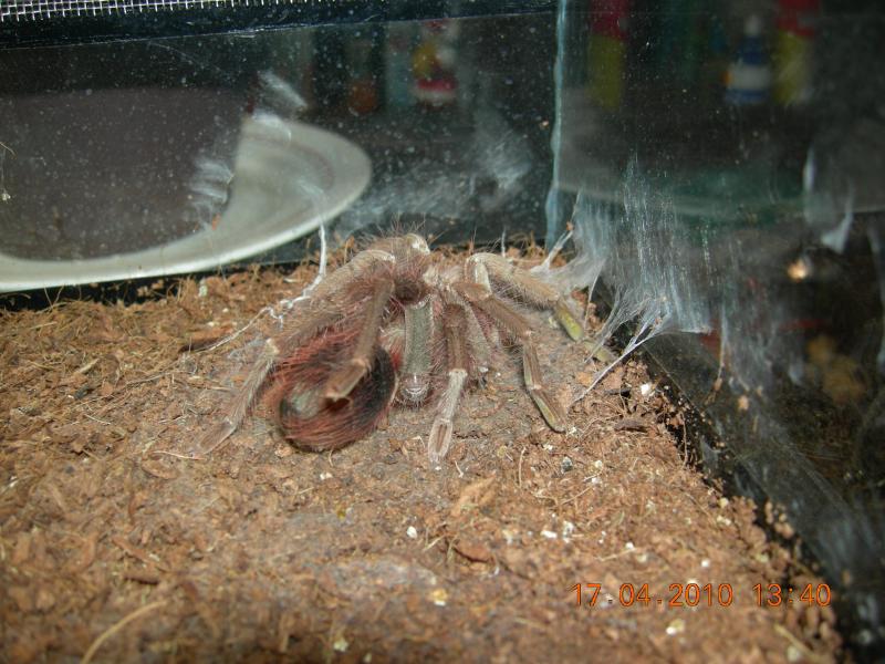 Pamphobeteus fortis