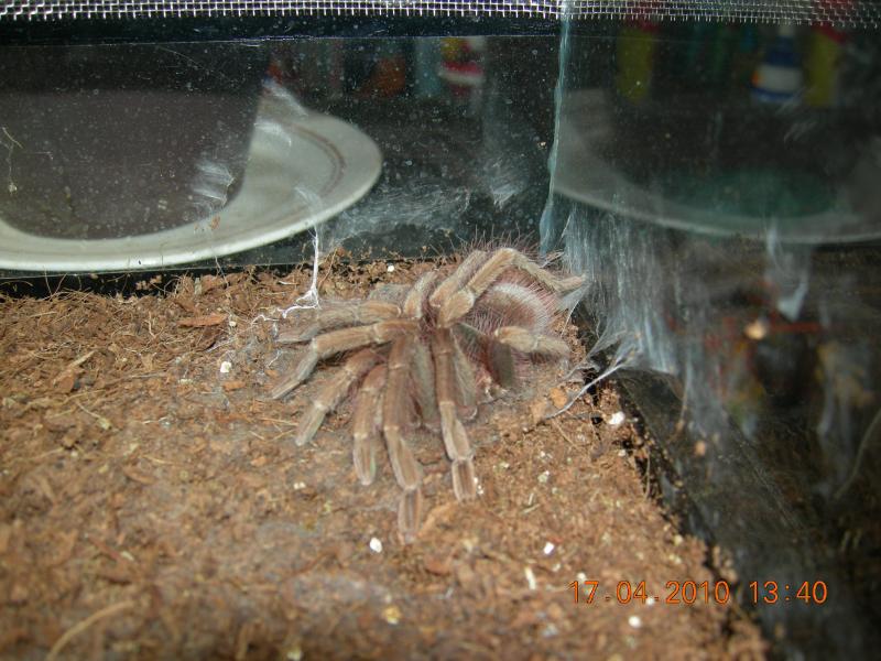 Pamphobeteus fortis