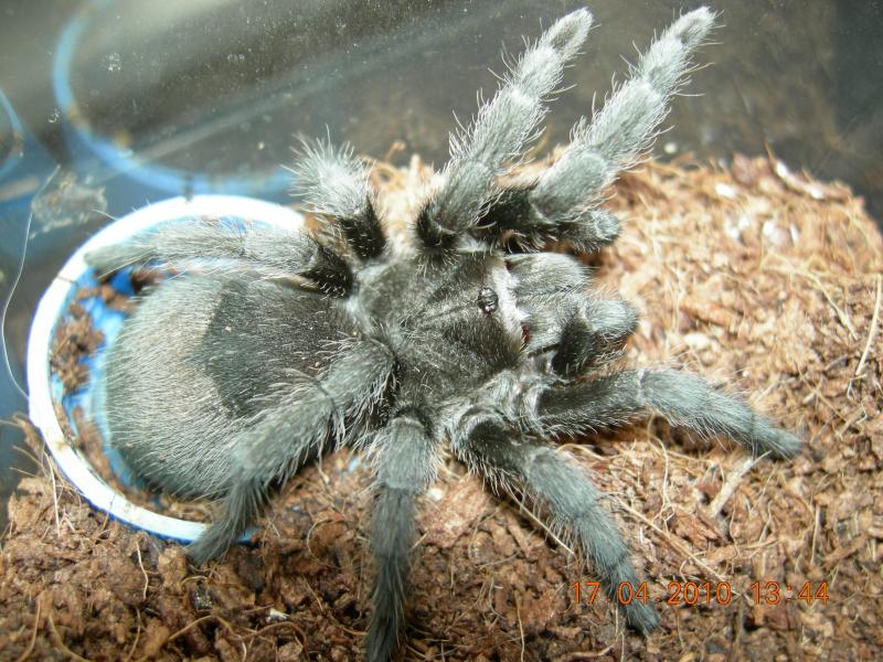 Grammostola pulchra