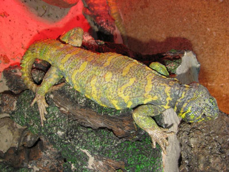 Uromastyx ornatus