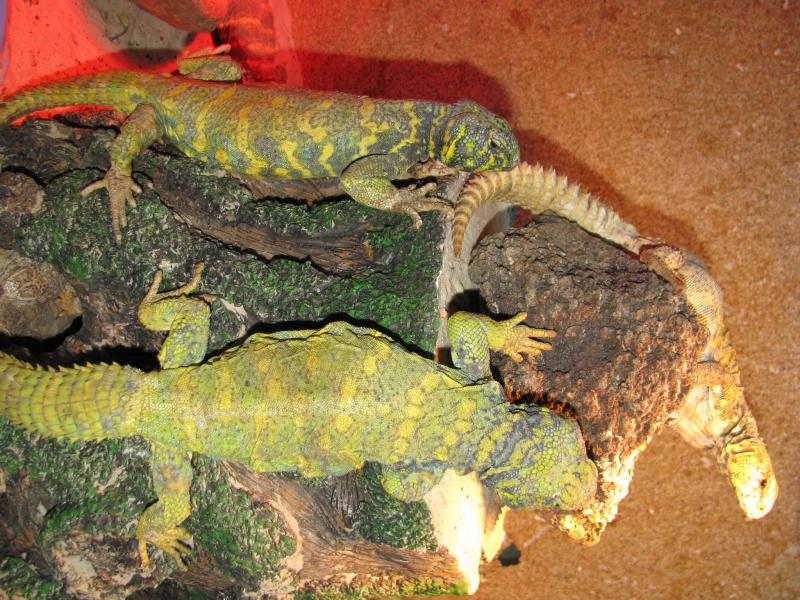 Uromastyx ornatus