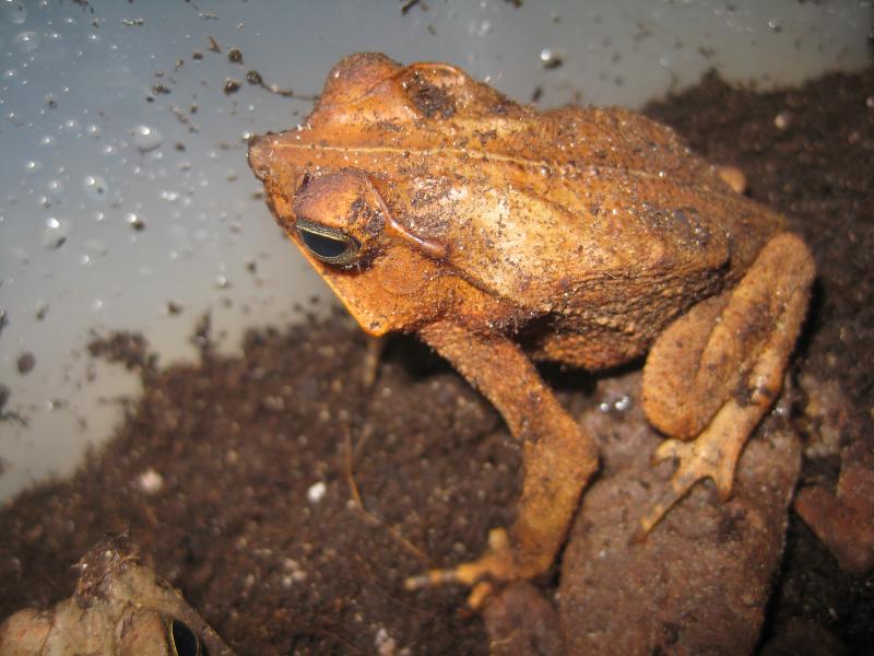 Bufo