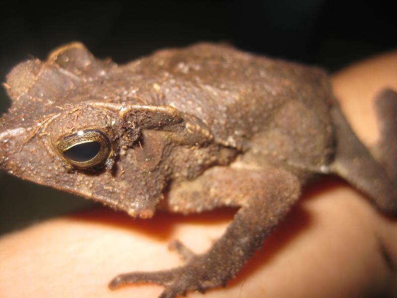 bufo