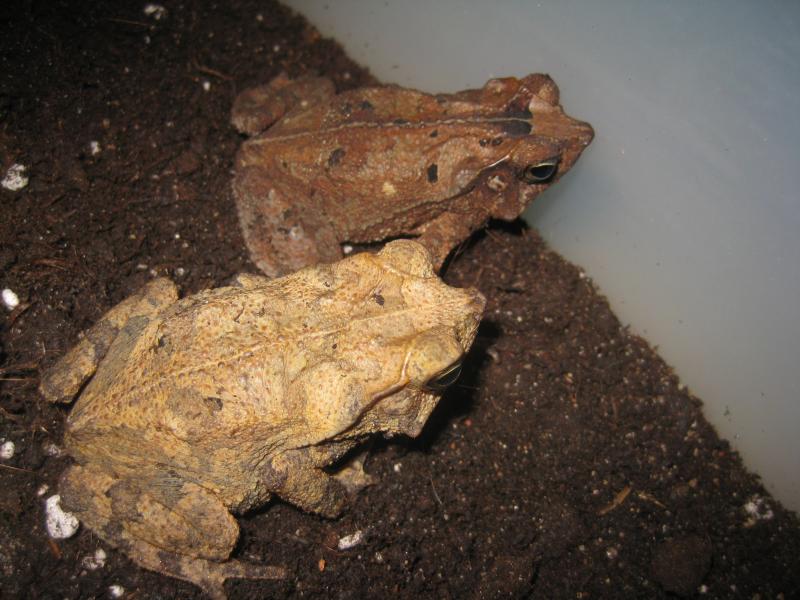 Bufo