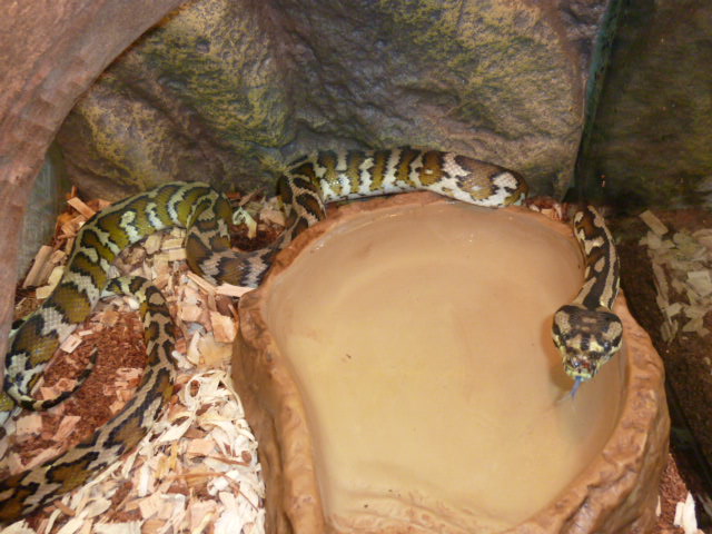 Morelia spilota