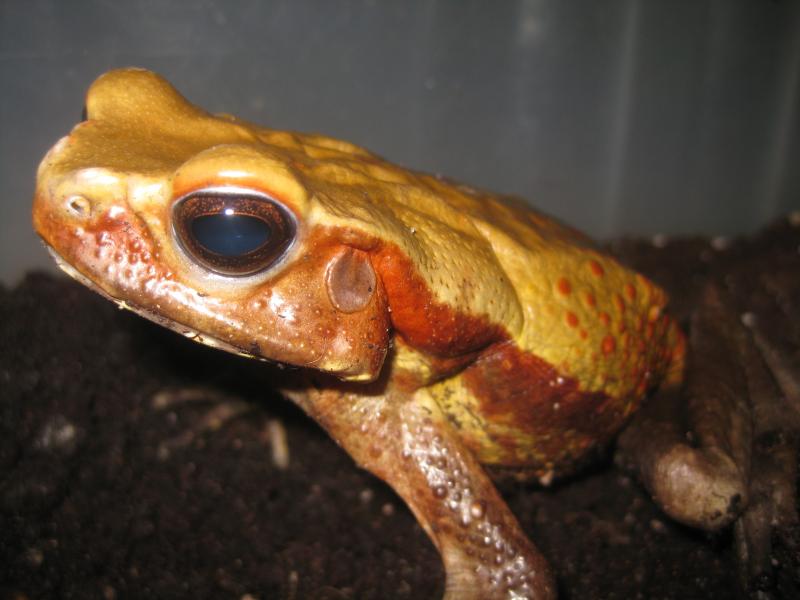 Bufo gutata