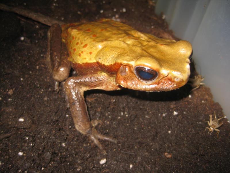 Bufo gutata