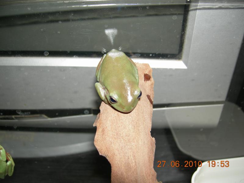 Litoria caerulea