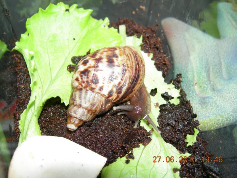 Achatina reticulata