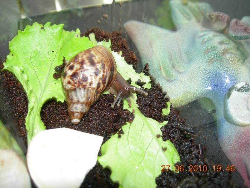 Achatina reticulata