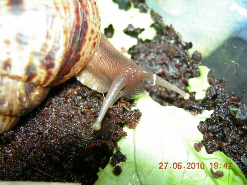 Achatina reticulata