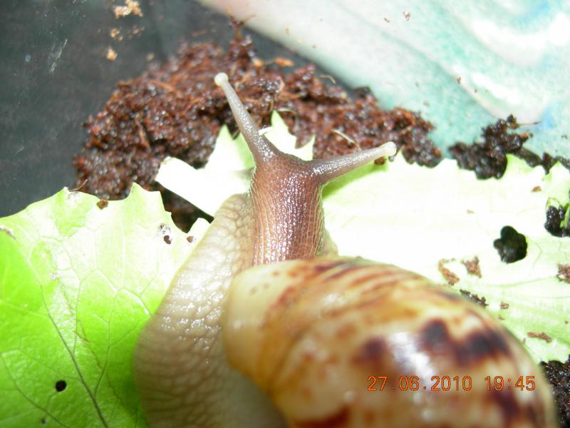 Achatina reticulata