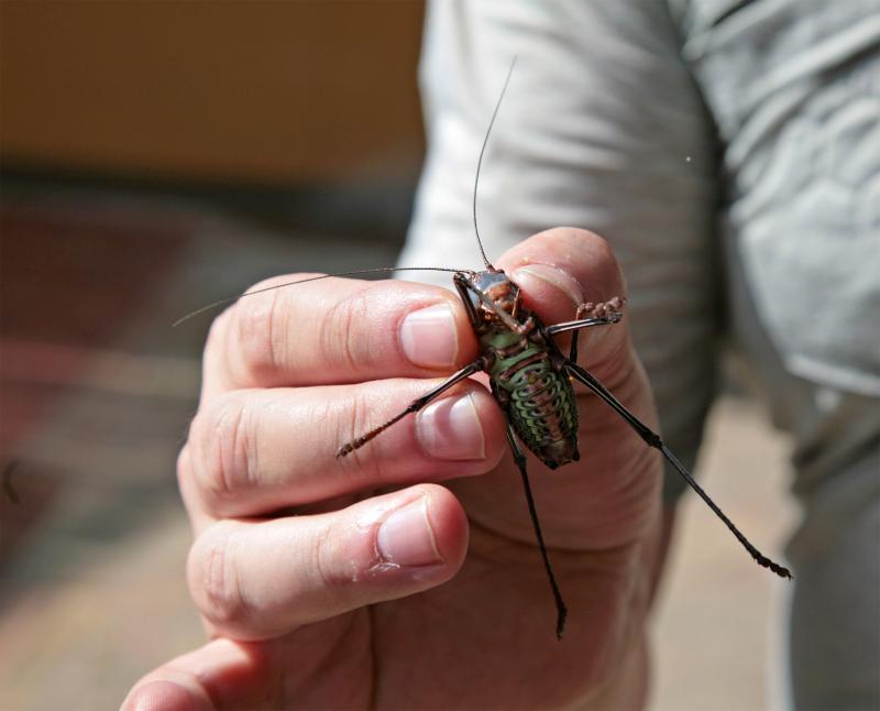 Acanthoplus discoidalis