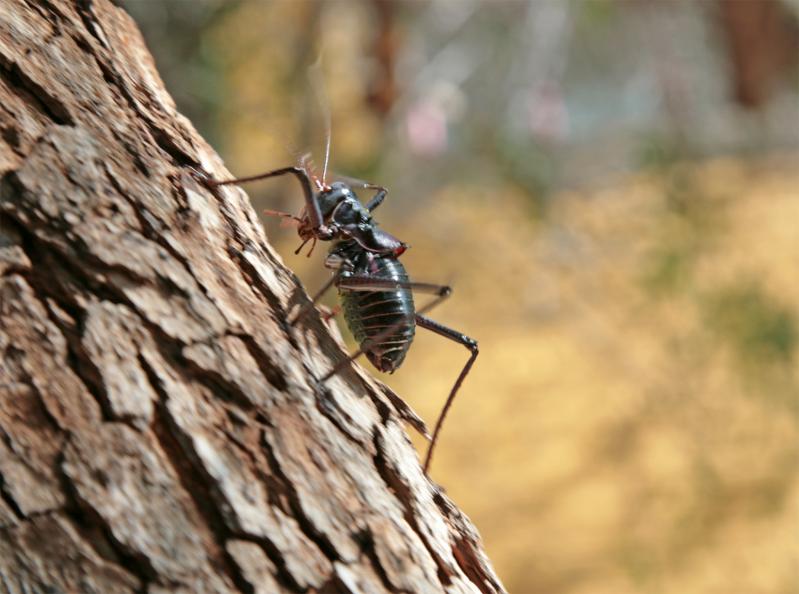 Acanthoplus discoidalis