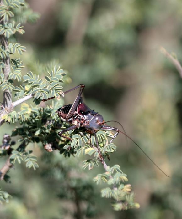 Acanthoplus discoidalis