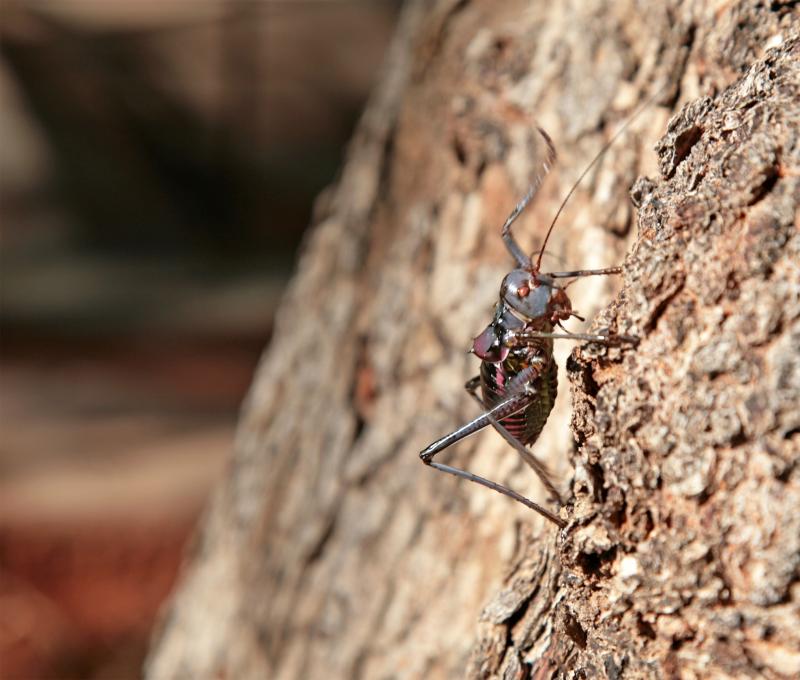 Acanthoplus discoidalis