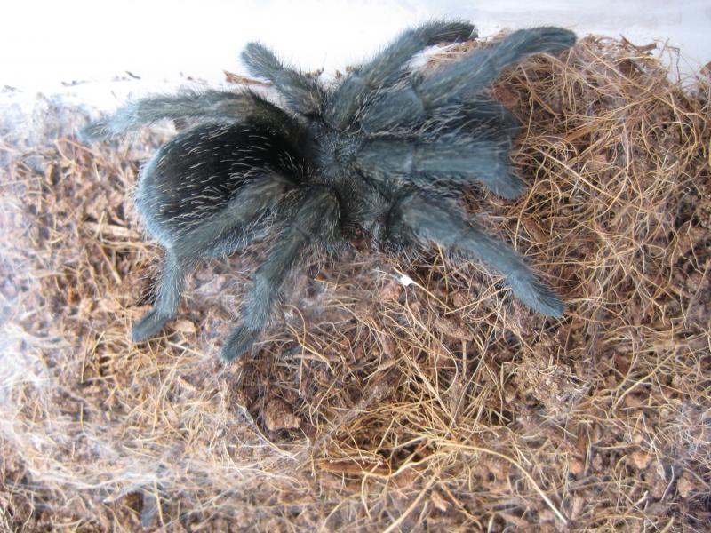 Grammostola pulchra