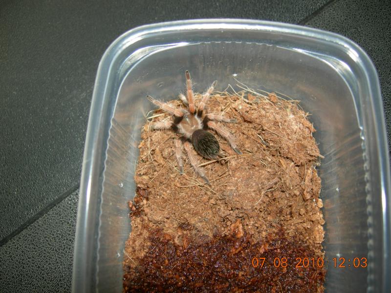 Brachypelma boehmei