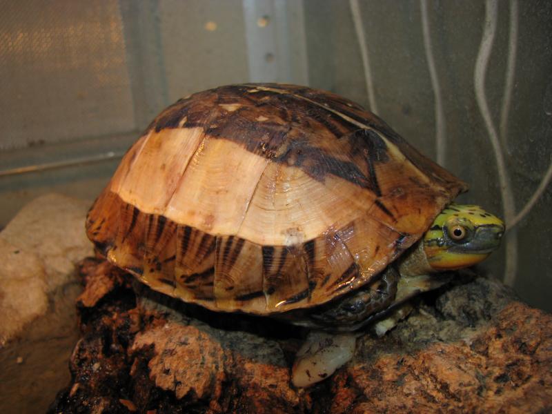 http://www.reptile.ru/photos/data/media/2/reptile.ru-20100810005140.JPG