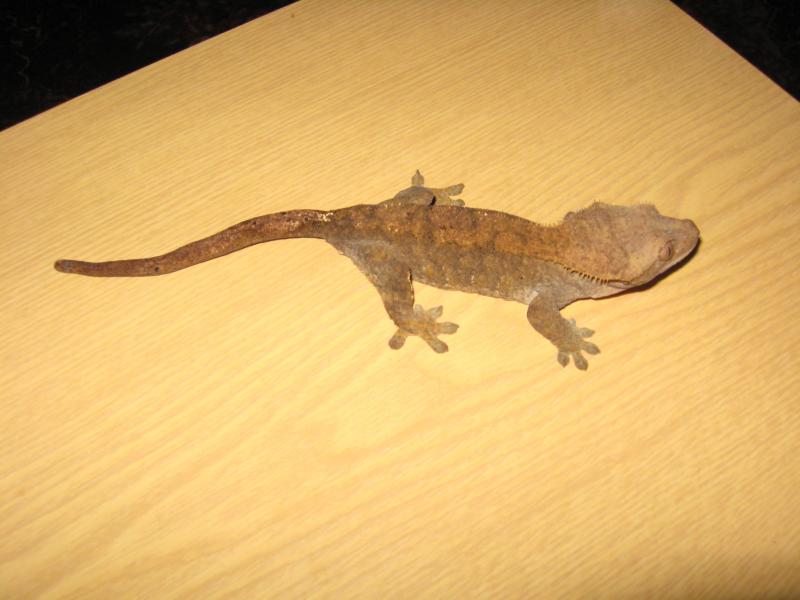 Rhacodactylus ciliatus