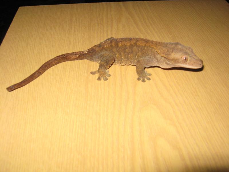 Rhacodactylus ciliatus