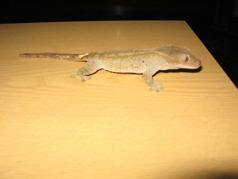 Rhacodactylus ciliatus