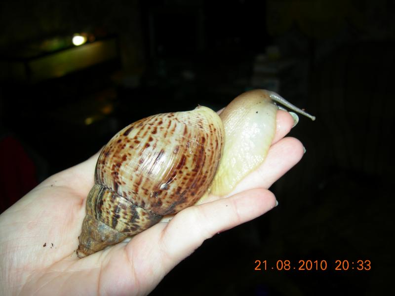 Achatina reticulata