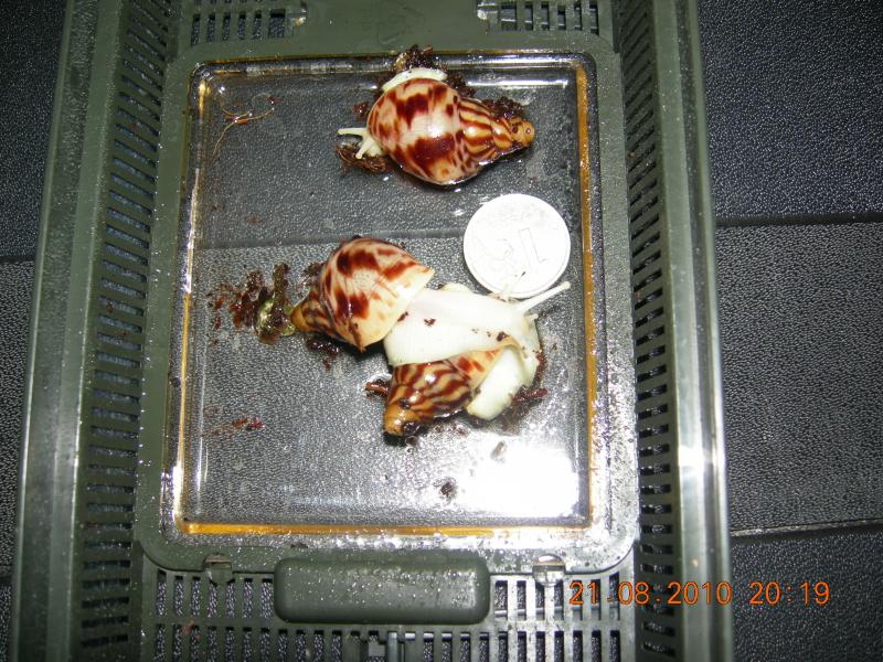 Achatina reticulata albino body