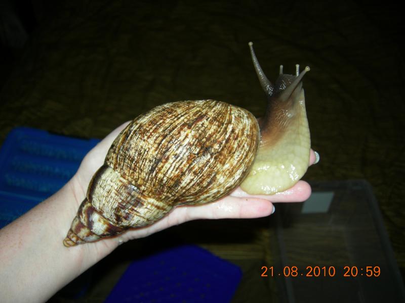 Achatina reticulata