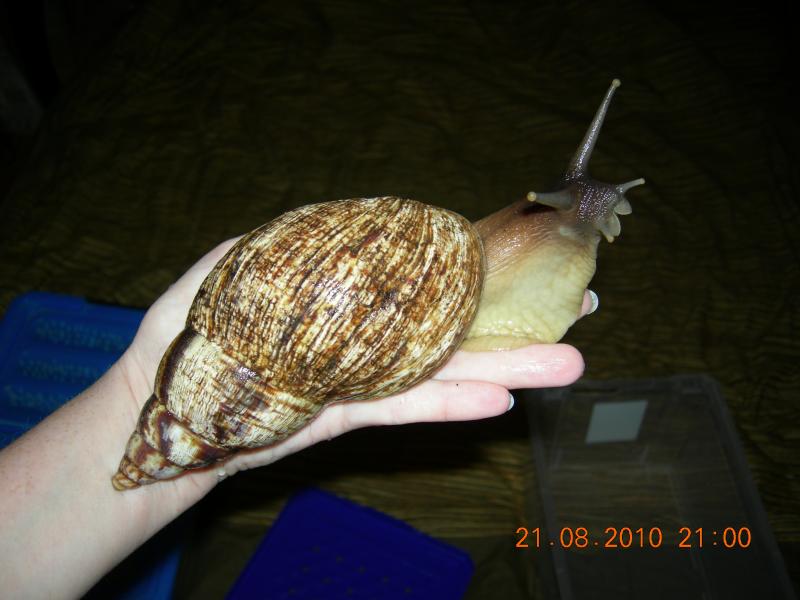 Achatina reticulata