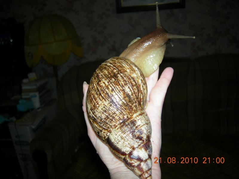 Achatina reticulata