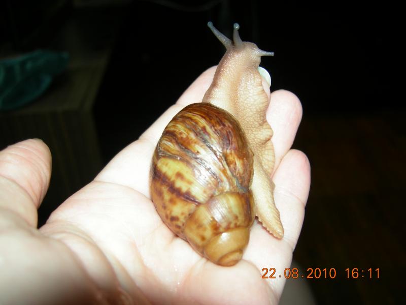 Archachatina marginata var. ovum