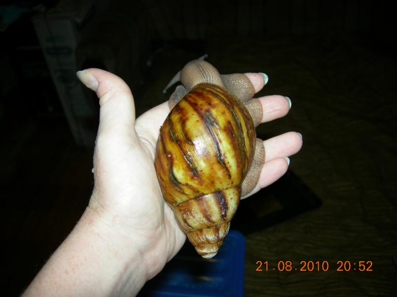 Archachatina marginata var. ovum