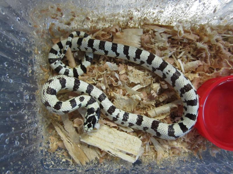 Lampropeltis getula