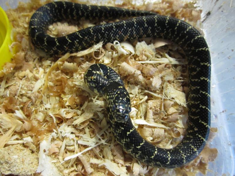 Lampropeltis getula floridana 