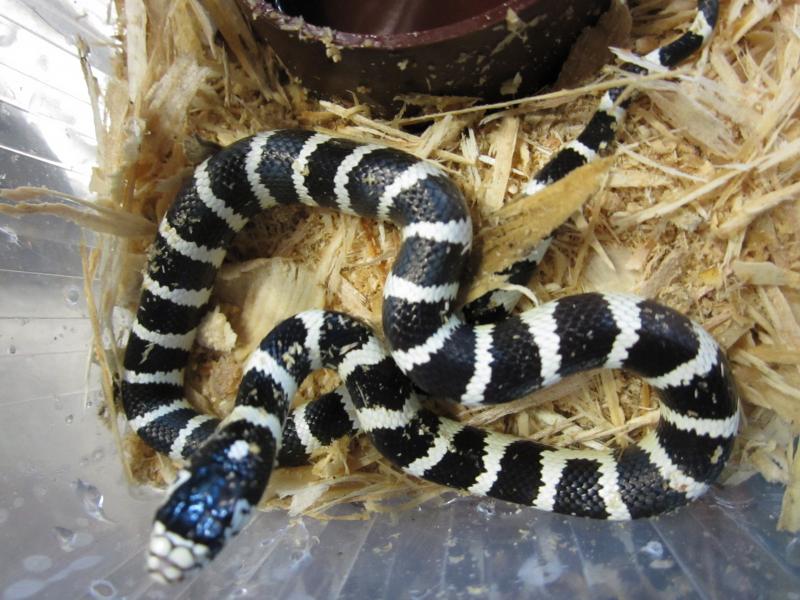 Lampropeltis getula