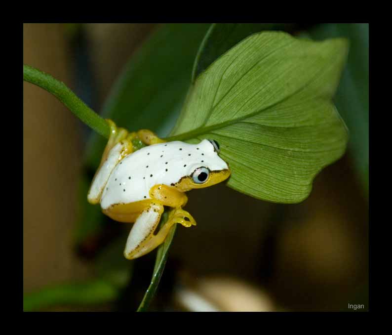 Heterixalus-madagascariensis