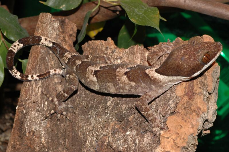 Cyrtodactylus irianjayaensis