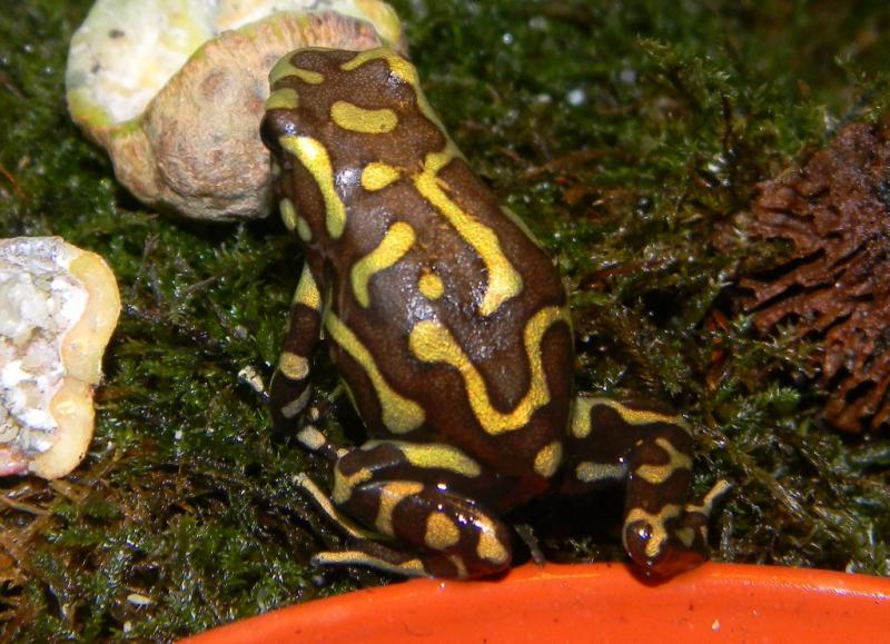 D. auratus 3