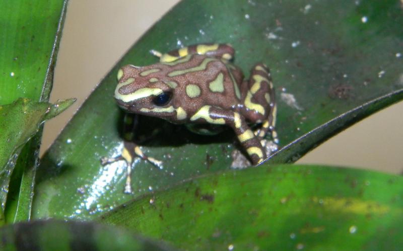 D. auratus 4