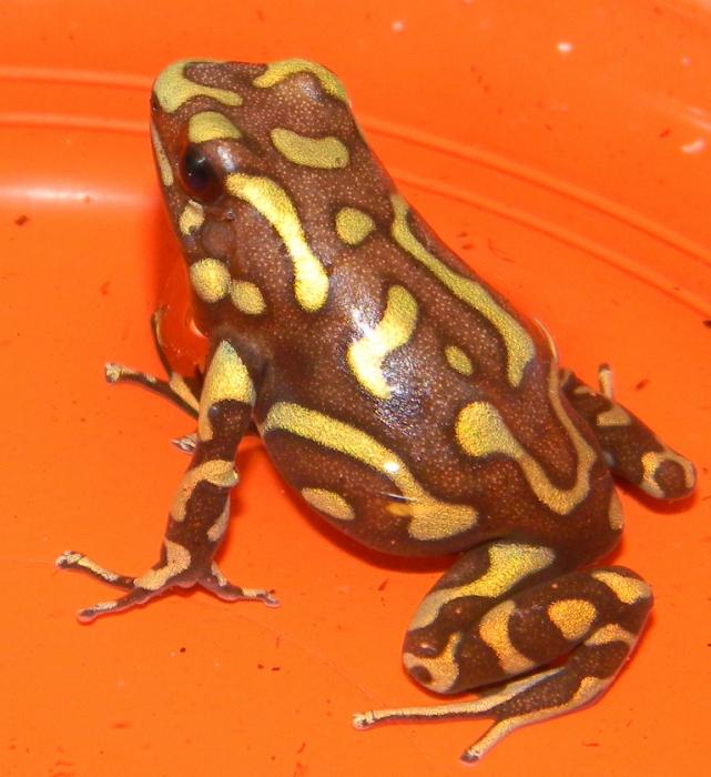 D. auratus_5