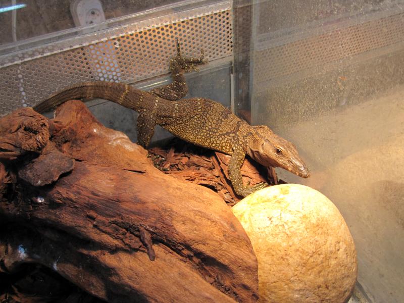 Varanus rudicollis