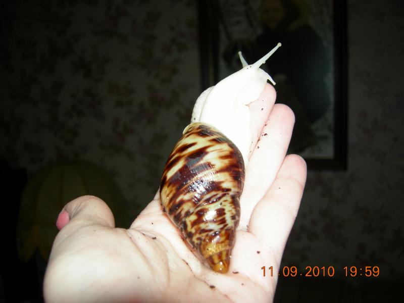 Achatina reticulata albino body