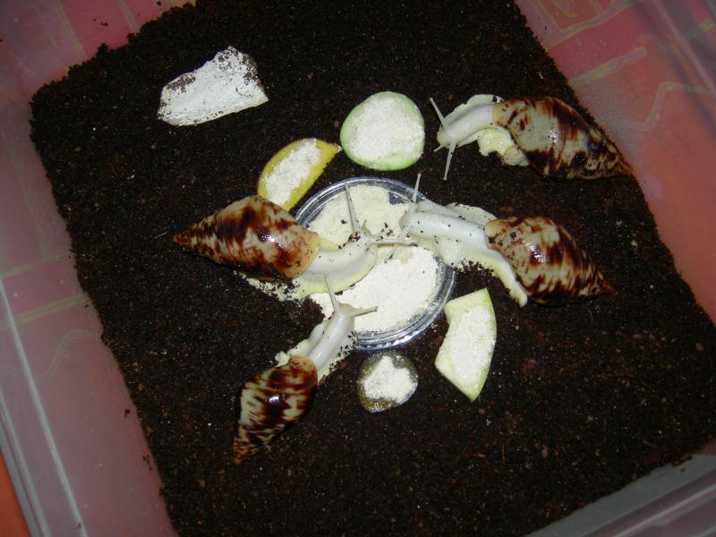 Achatina reticulata albino body